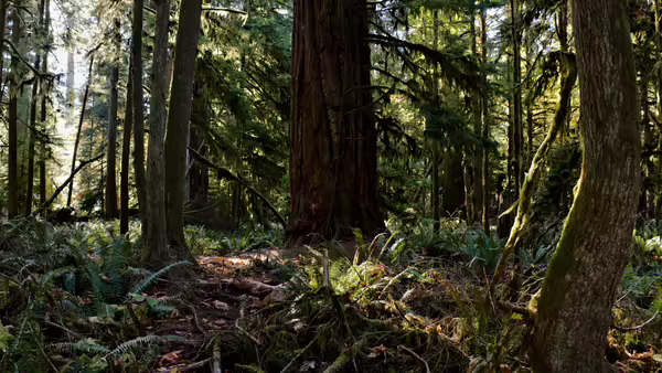 Trees in a forest with light behind the branches.