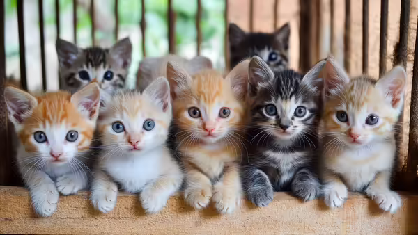 kittens