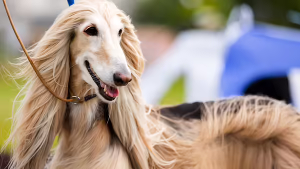 image of dog