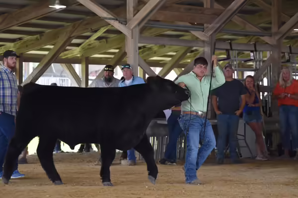 Youth showing a black cow