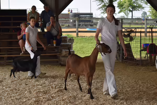 youth walking their goat in the ring