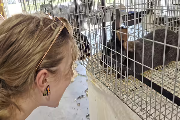 A 4-H'er looking at a gray rabbit