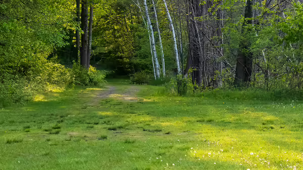 a forest