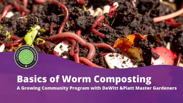 Basics of Worm Composting, text pictured over purple background with soil and worms pictured