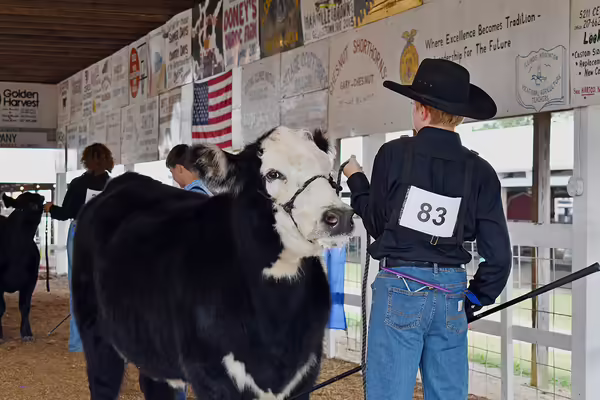 4-H'er with his black and white cow