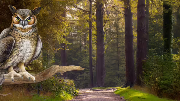 Woods with a graphic of an owl