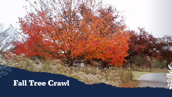 Large tree with orange leaves