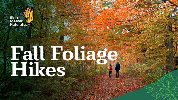 people walking on path with fall trees