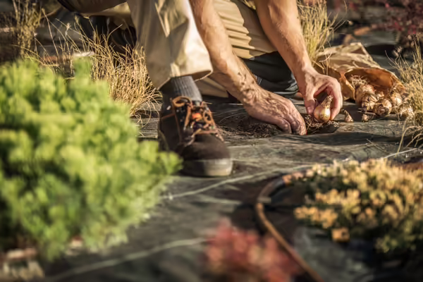 person planting spring bulbs during fall season