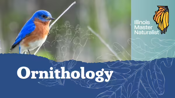 Birding workshop: image of bluebird and Illinois Master Naturalist logo