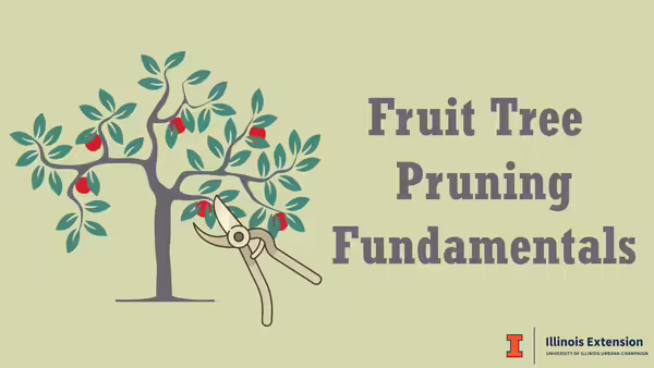 Apple tree and pruning shears