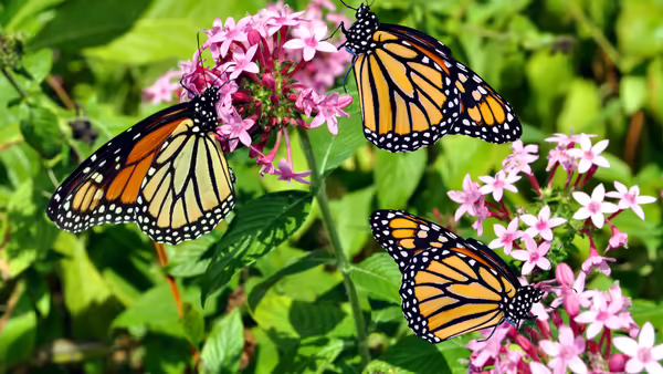 Three butterflies sit on pink flowers.
