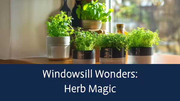 Herbs in small pots - Windowsill Wonders: Herb Magic 