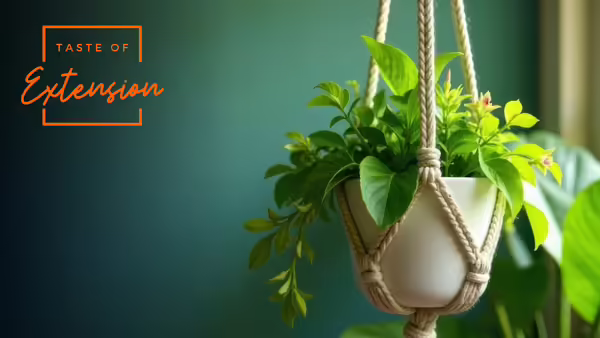 A houseplant hanging in a macramé plant hanger. Orange text in top left corner reads Taste of Extension.