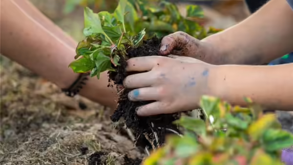 youth using their hands to garden