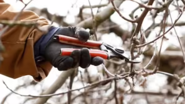 gloved hand with pruning shears