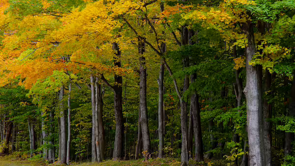 a forest of trees with changing leaves