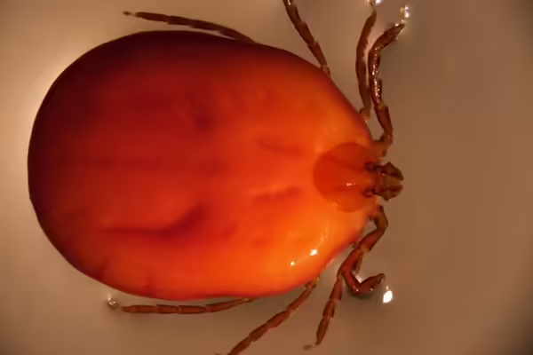 View looking over the top of an engorged Asian longhorned tick in liquid