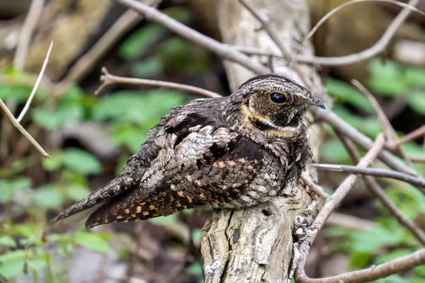 A brown bird perched on a branch
