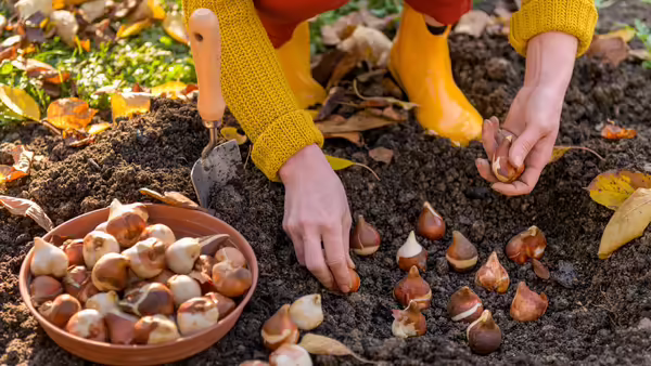 Close-up of an individual planting bulbs while wearing yellow boots