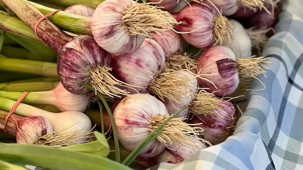 Grow your own garlic