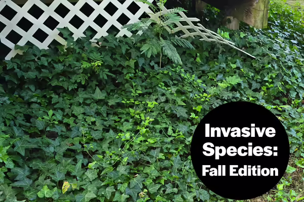 Plants growing on lattice