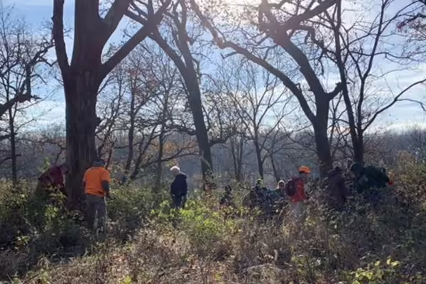 several workers clearing an overgrown wooded area