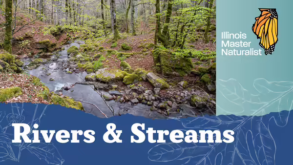flowing stream in woods, Master Naturalist logo