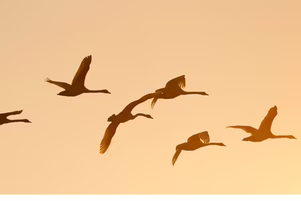 bird migration