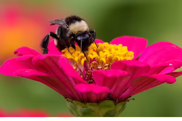 Bee sitting on flower