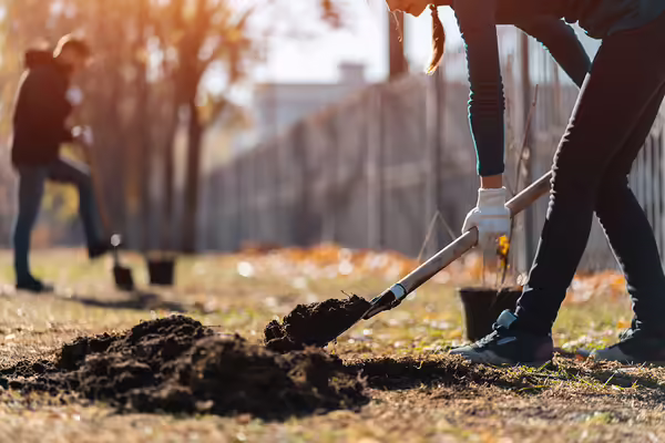 Far off view of two people digging with shovels to plant trees in a park setting