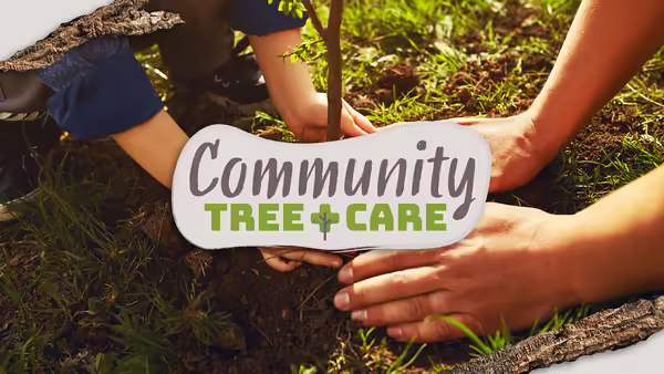 Two people's hands working together to finish soil around planting a tree