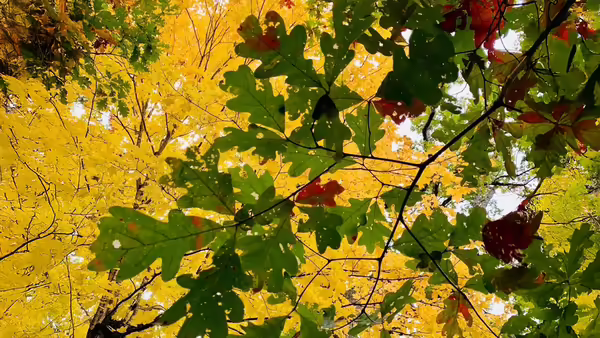 green oak leaves against yellow background