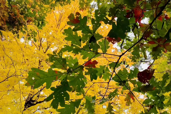 green oak leaves in front of yellow leaf tree