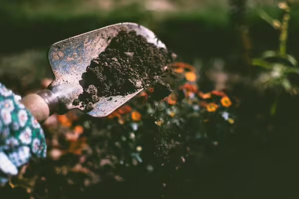 Small garden shovel sifts soil over a raised bed.