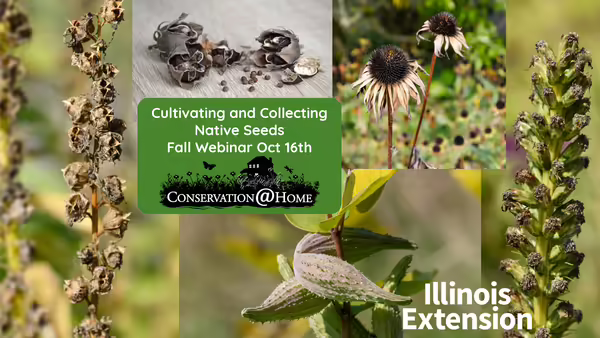 Mature seeds with Conservation@Home logo