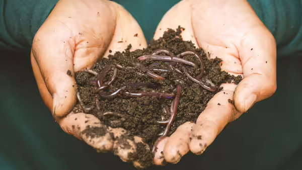 hands holding dirt and worms