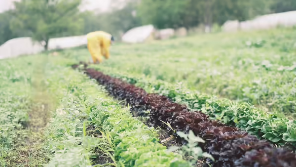 a person gardening in a field of lettuce