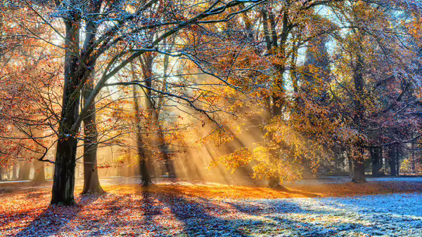 A sunray shining through winter trees.