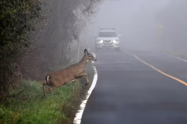 A deer jumping into a road in front of a car on a foggy morning