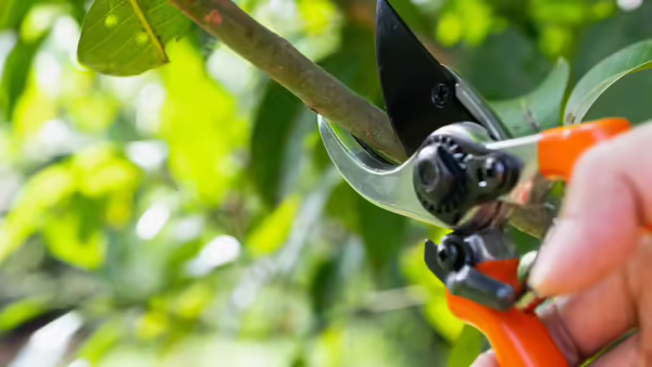 a hand holding orange handled pruning sheers near a small woody branch