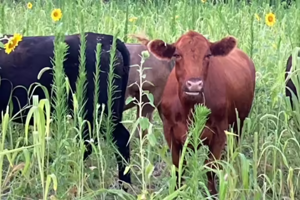 brown cow in field
