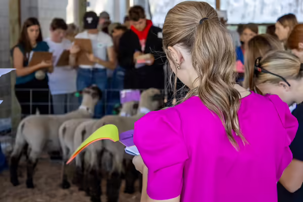 back of girl judging sheep
