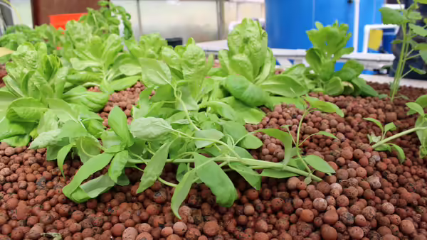 Green leafy vegetables growing in a hydroponic or aquaponic system with clay pebbles as the growing medium, inside the JJK FAN greenhouse.
