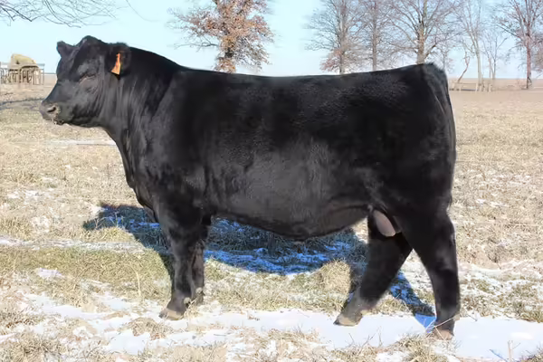 A black angus bull side view pose outdoors for sale catalog listing style