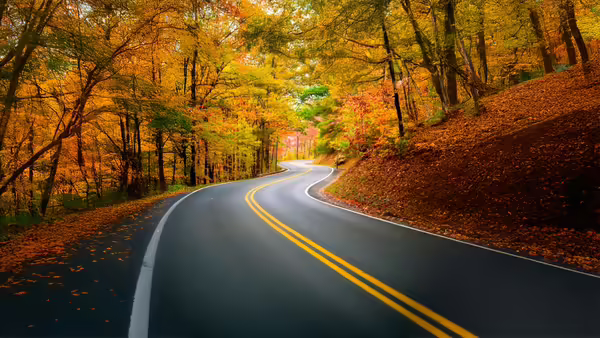 empty road winding through forest with fall foliage