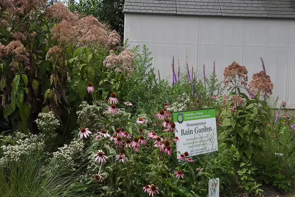 flower bed