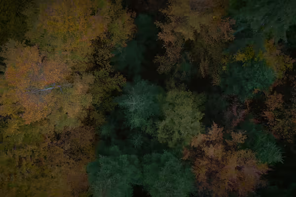 Aerial view of forest in autumn