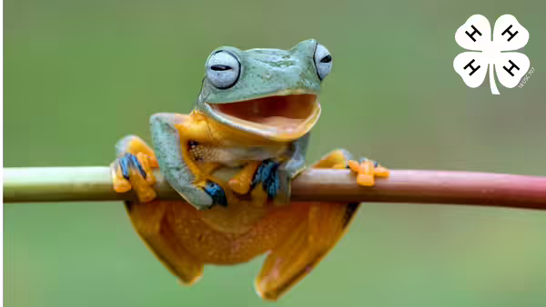 Frog smiling on a tree branch