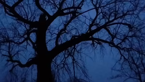 Tree silhuette
